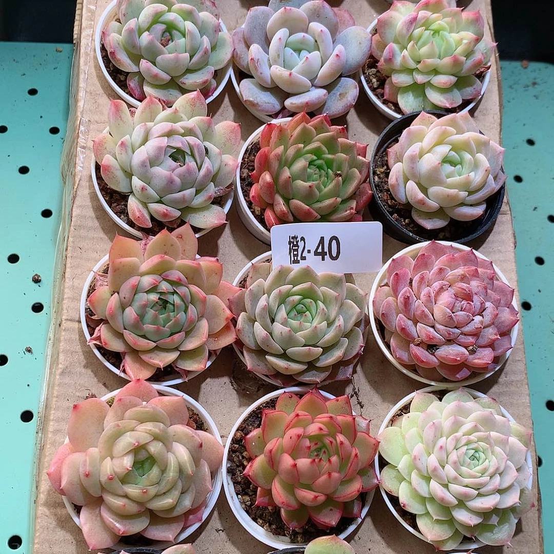 2-40一物一拍带盆18颗