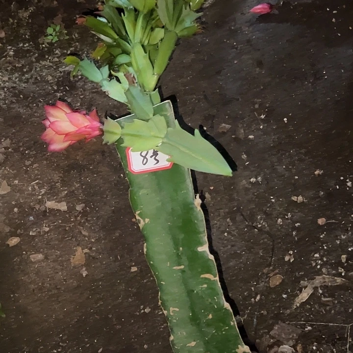 岁***好.8号带盆桑吉塔，，