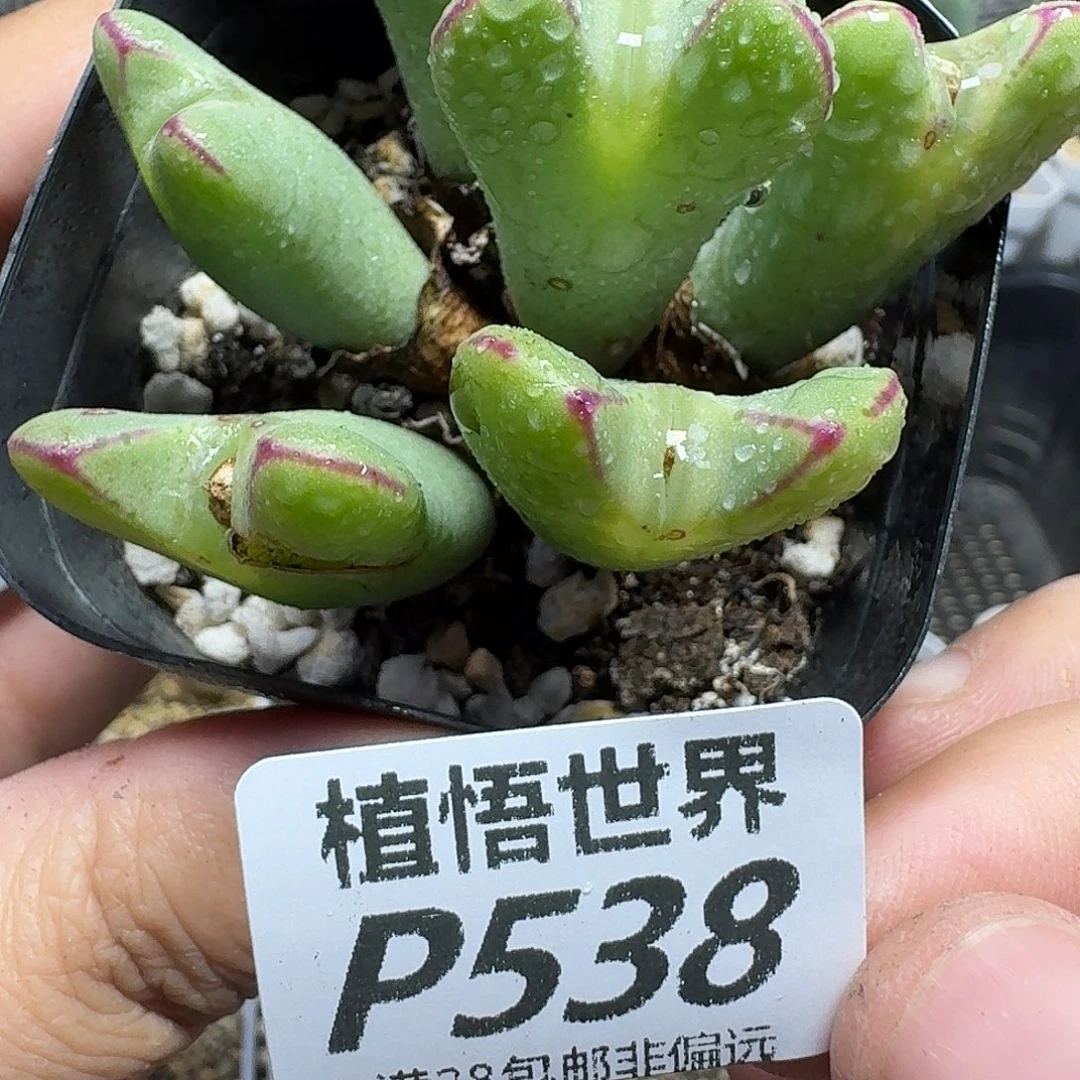 多肉植物的人啊风格报告