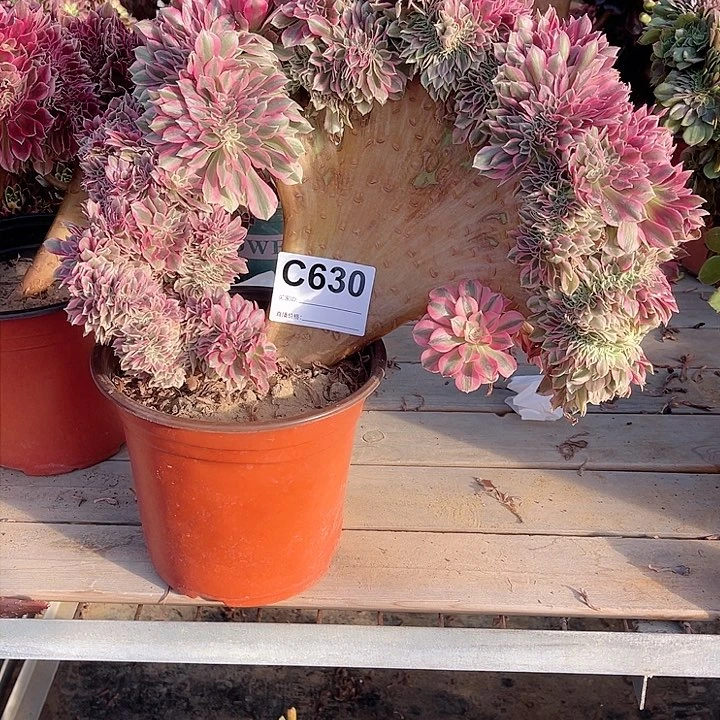 630粉女巫缀多肉大师