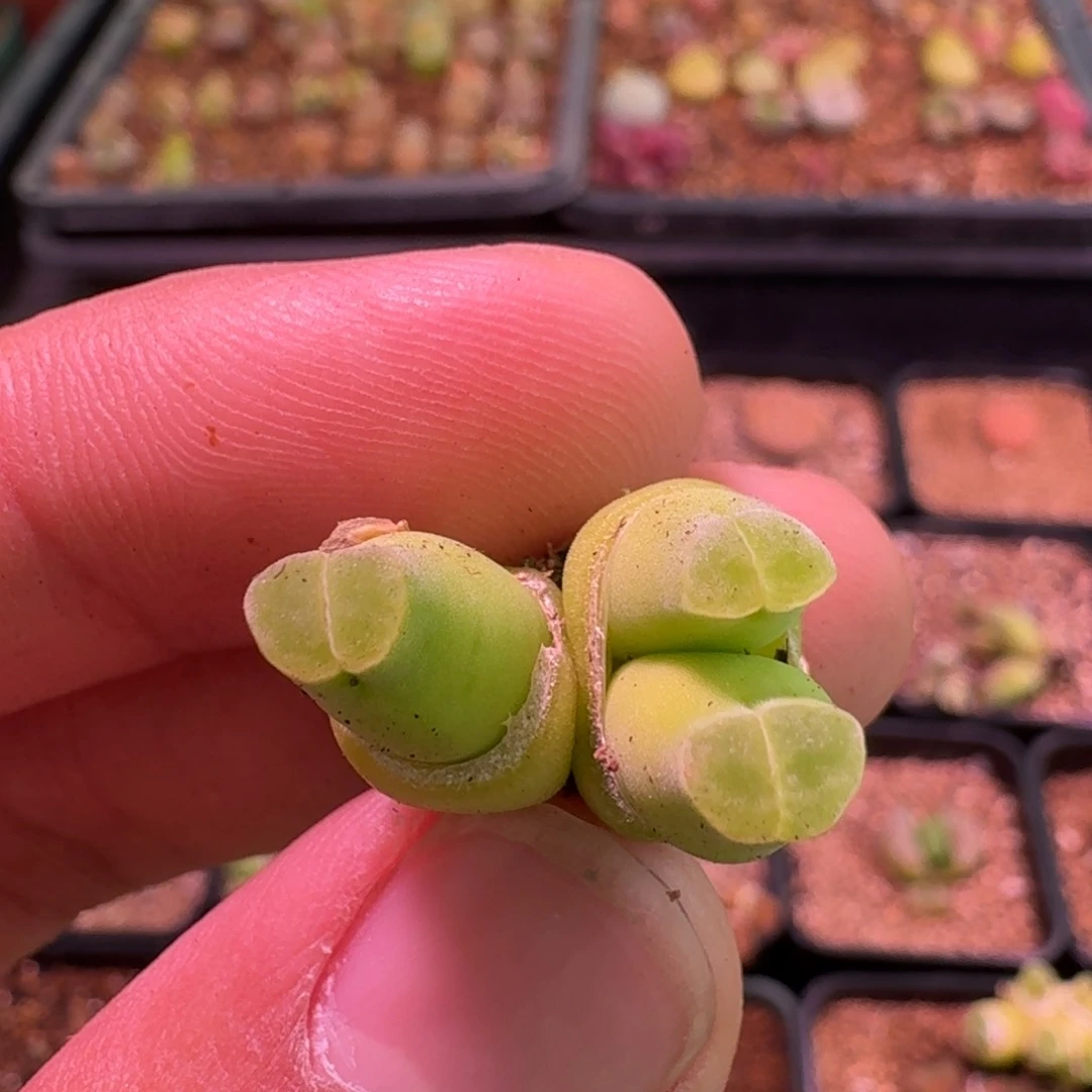 二*林云缦精品番杏 17.10