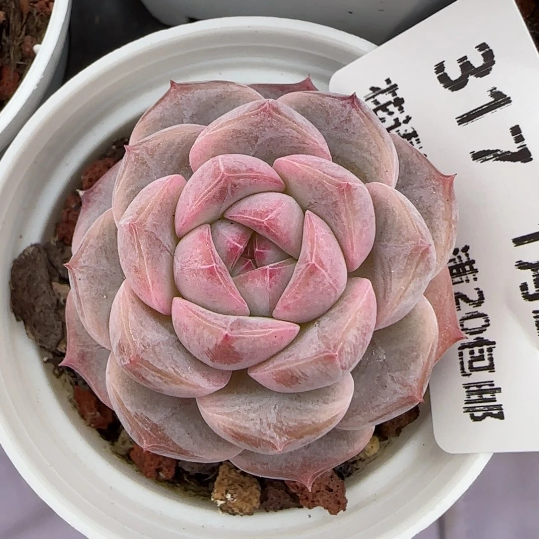 花语逸镜0128-317