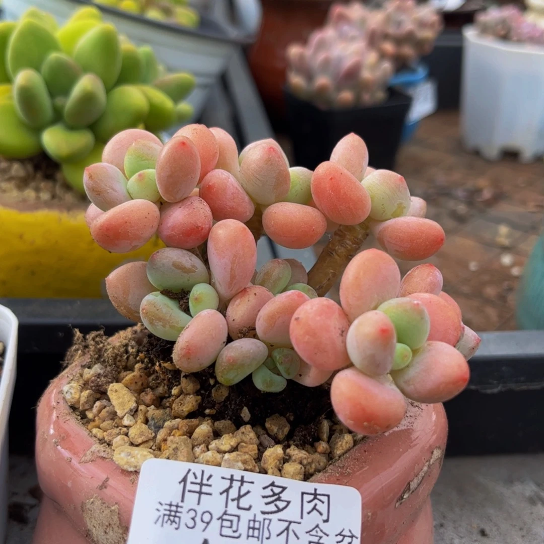 241-橘子香水洛神多肉7cm