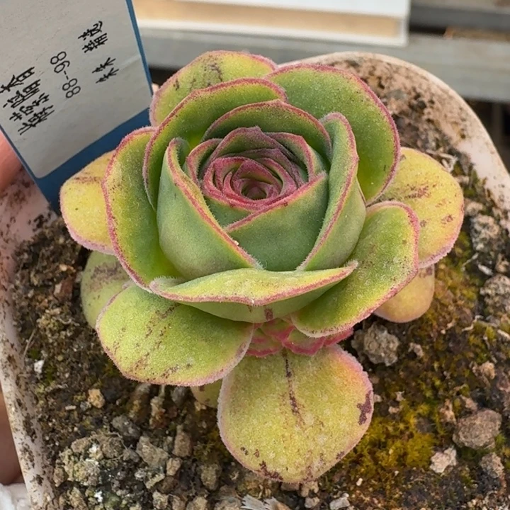 朱012。 梅萦暗香群。