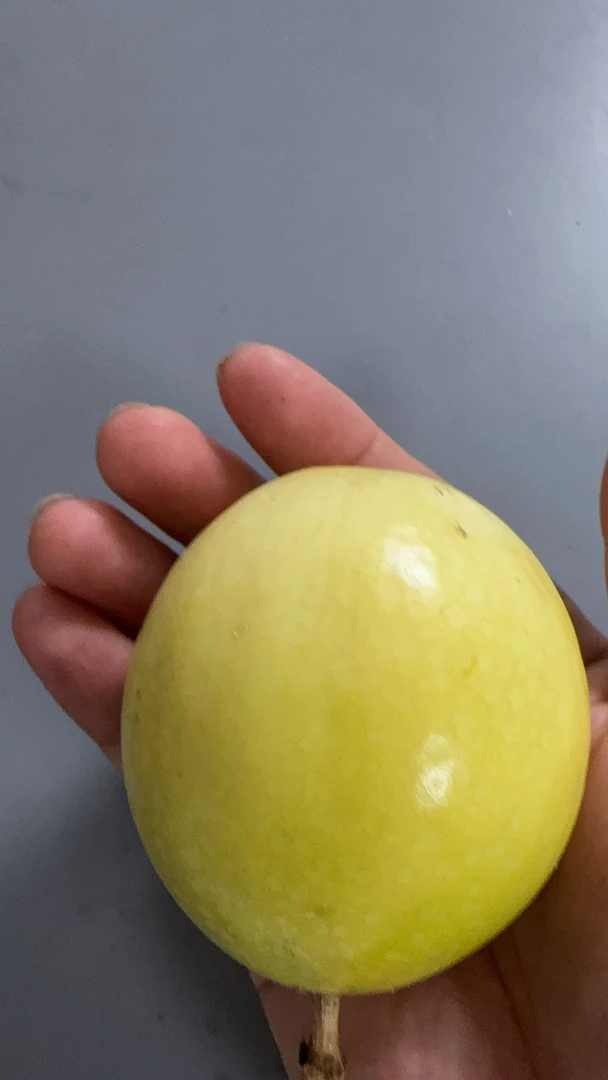 3、(中大果)正宗郁南高山种植钦蜜九号百香果香蜜甘甜多汁