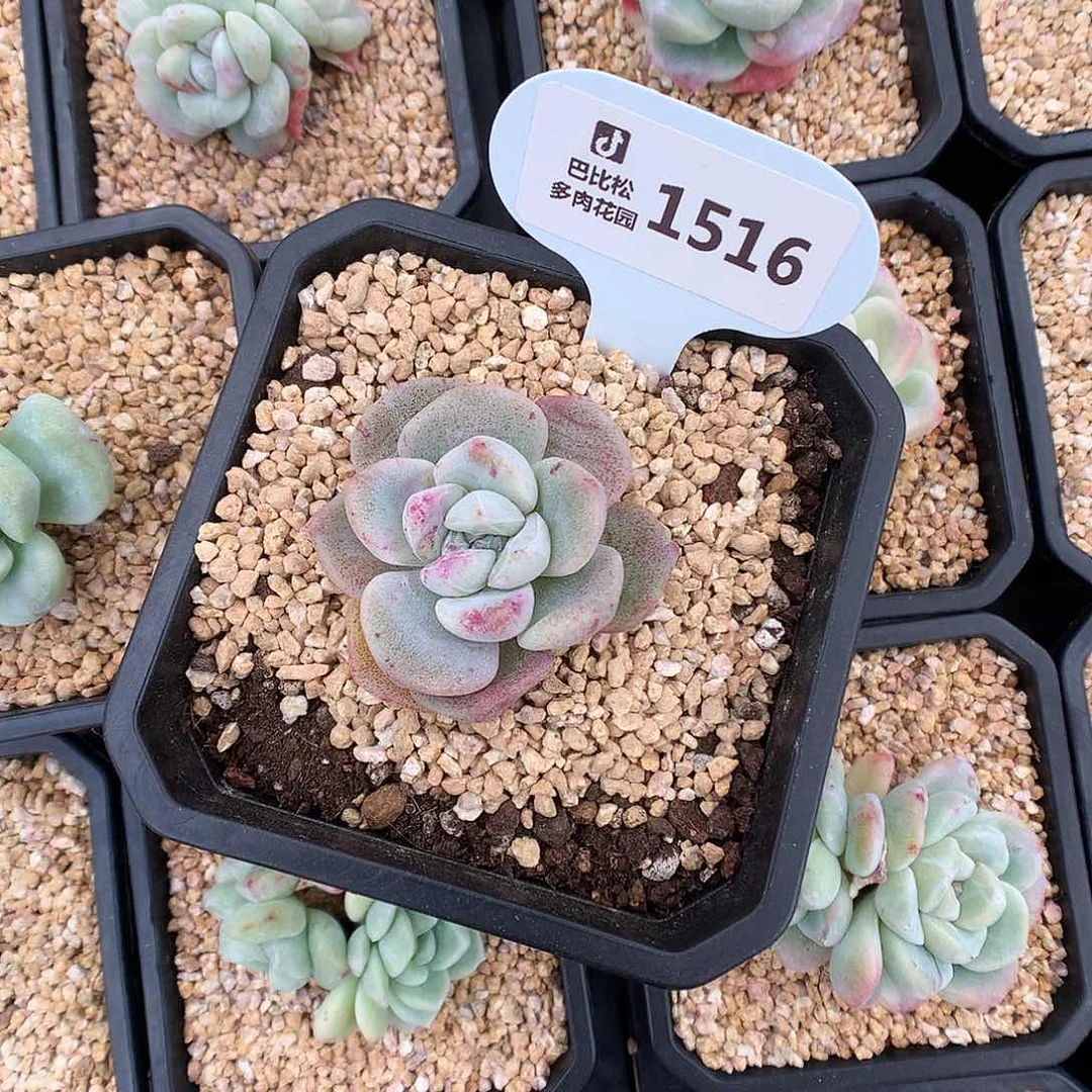 ?***W1516 冰玉石化多肉