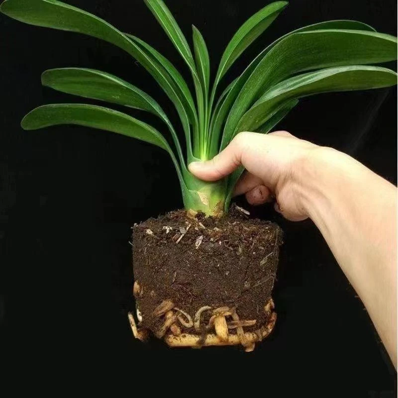 君子兰盆栽水培植物室内好养客厅办公室净化空气绿植花卉四季常青