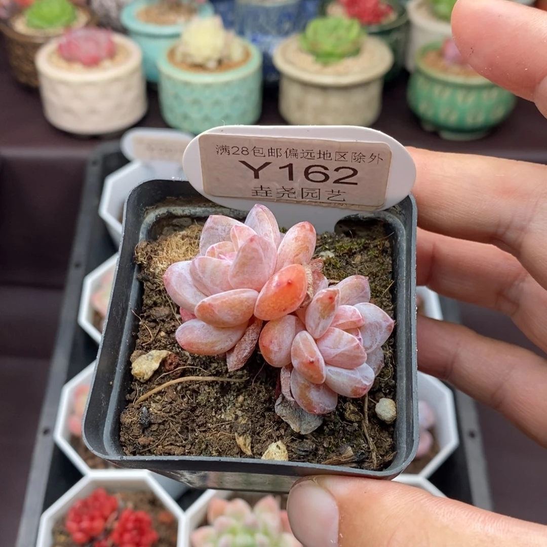 0162 冰橙 4.5cm 双头