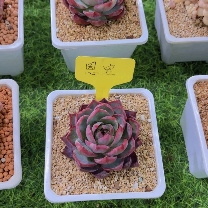 我的小可爱们都好可爱