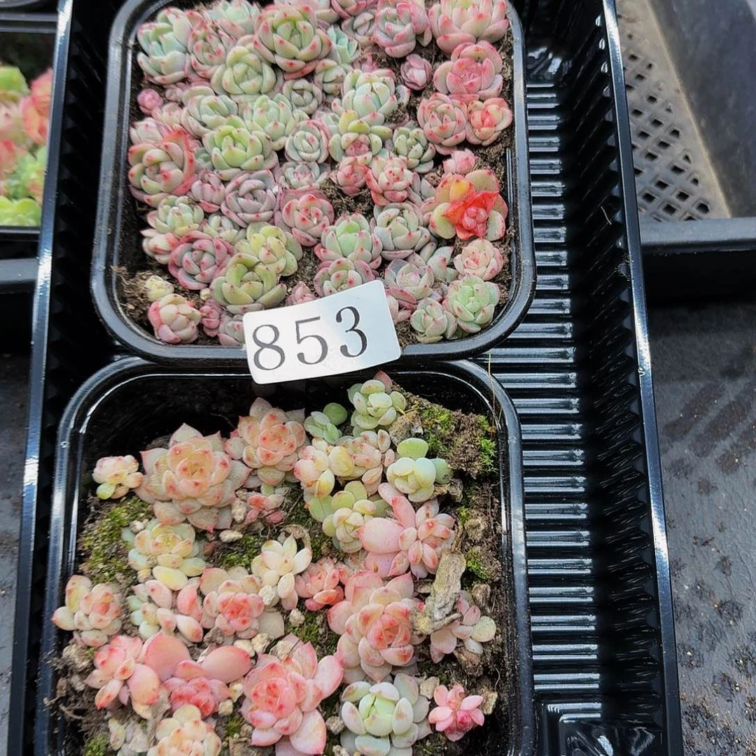 多肉植物多肉植物853