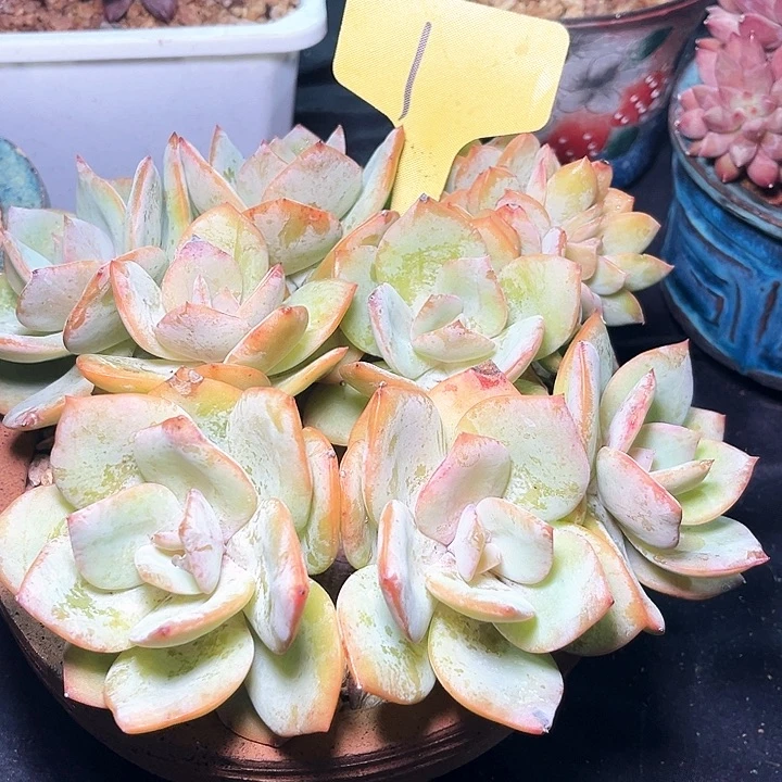 霄***霄白凤朵朵缀化1号码牌子的话