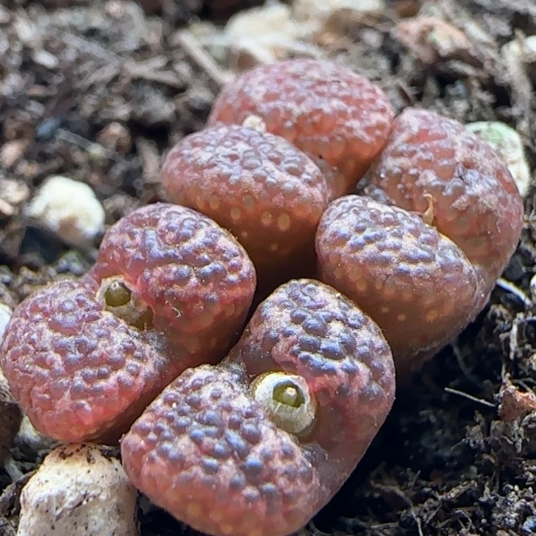 0672/四头鱼子酱勋章/