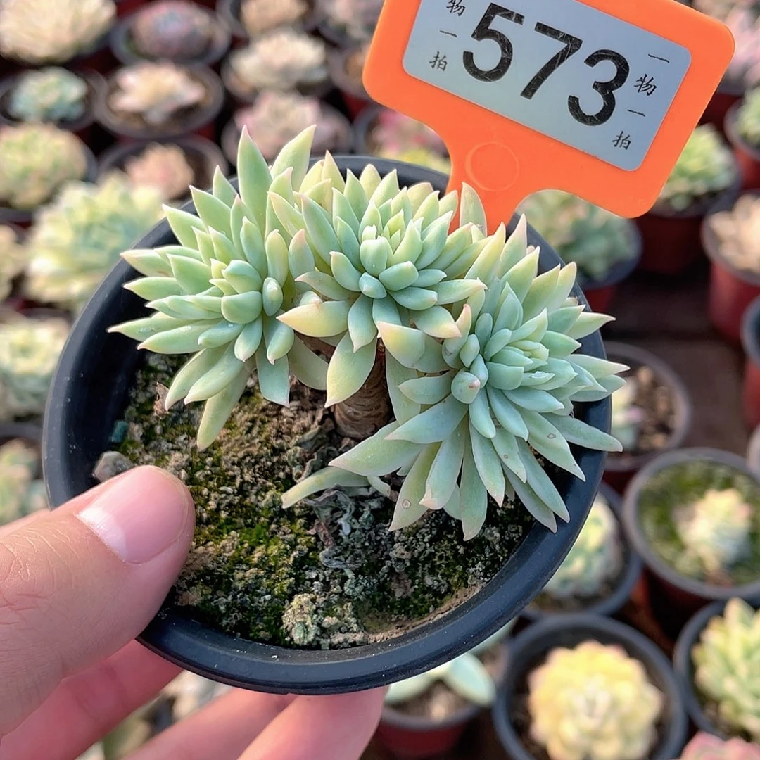 蓝色天使锦573号多肉