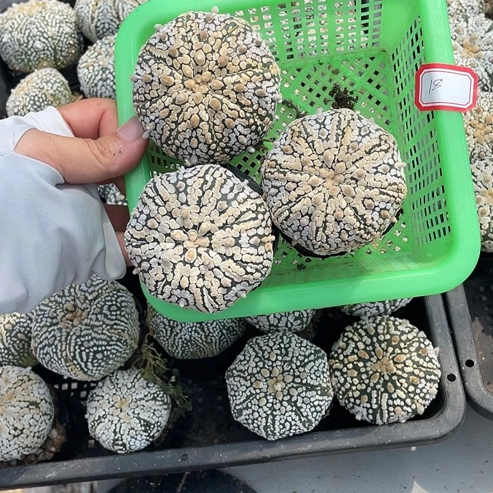 18号3颗兜瑕疵特价