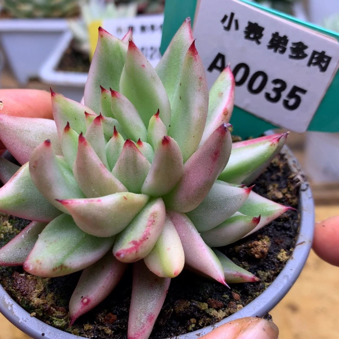 35龙头缀哈哈哈哈哈哈