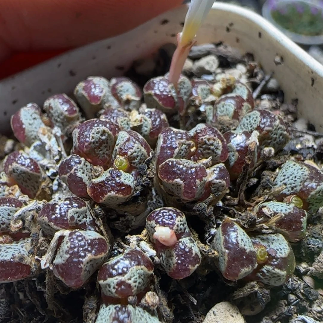 超碟漂亮多肉植物916