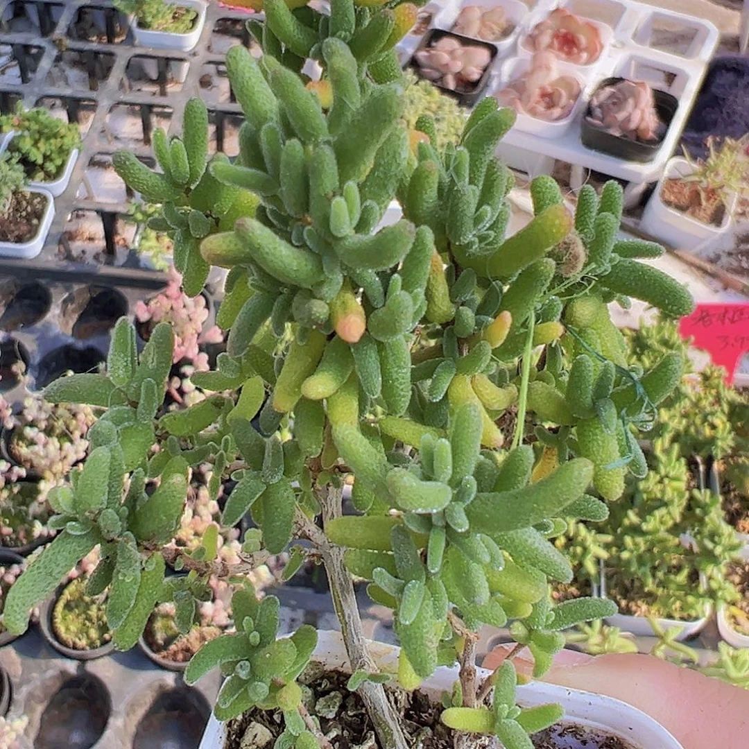 老桩糖球19包邮多肉植物