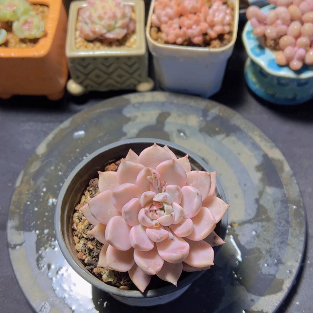 ᥫ****红粉锦，多肉植物