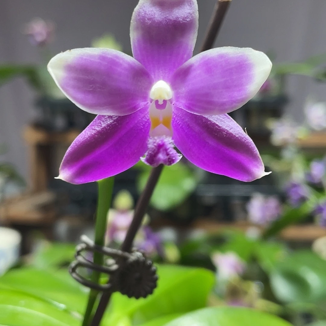 完全开放50叶瑕花期不保