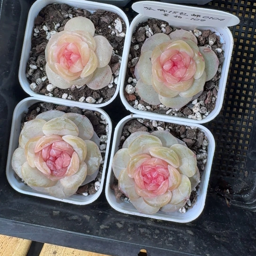 0104-109-虞姬一颗量拍