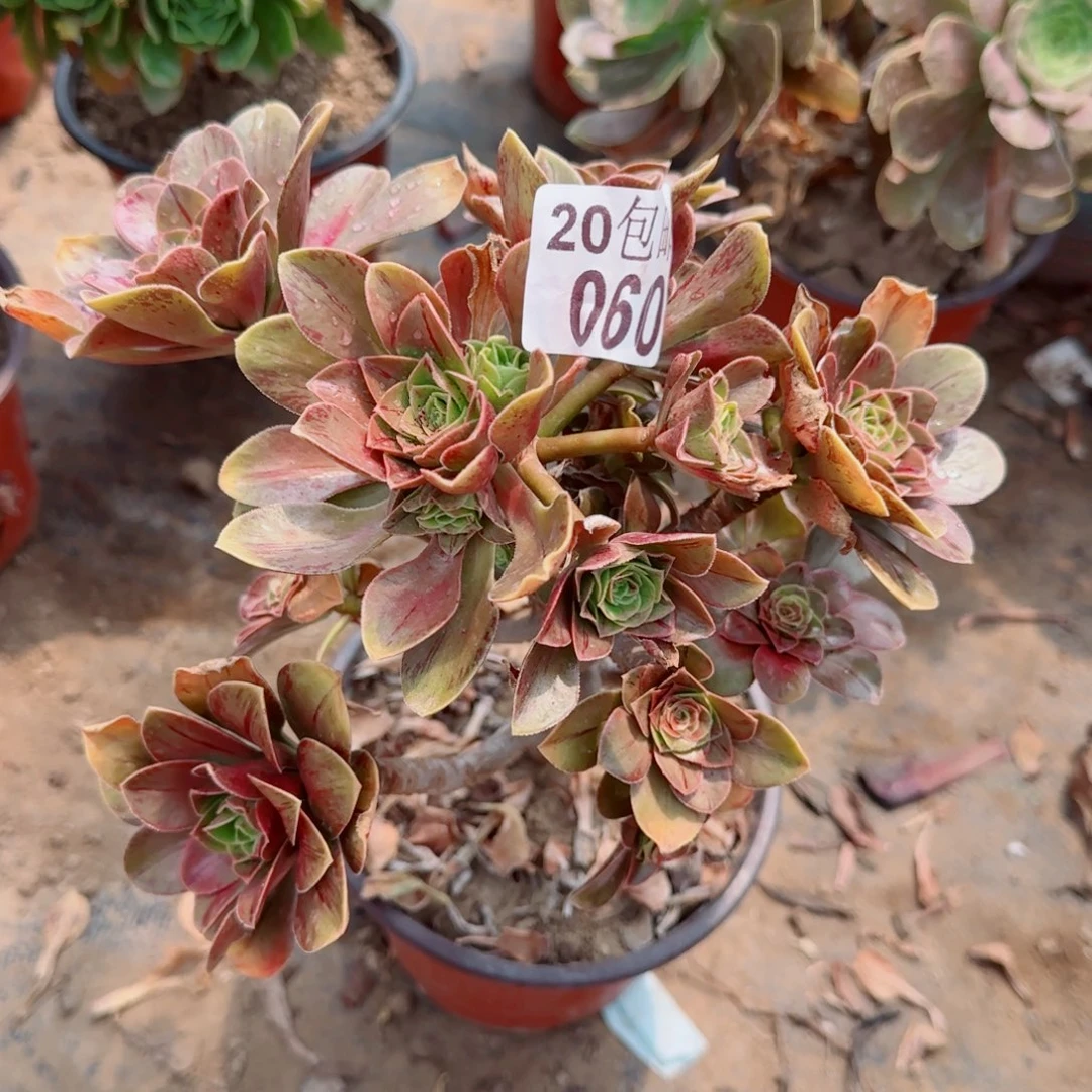 圣诞节多肉060满20包邮断枝不包