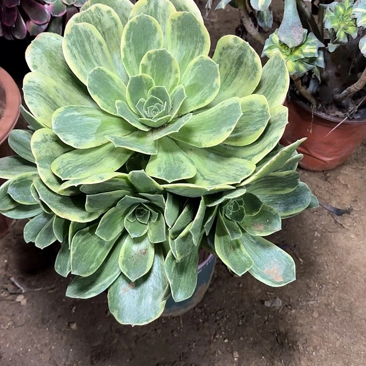 多肉植物巫玉龙冠阴音阴锦58