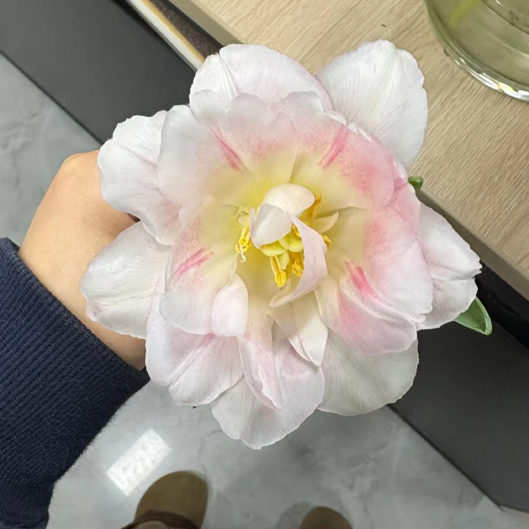 （郁金香）樱花千层8-10支！任选三件顺丰空运包邮！百分之二十不售后