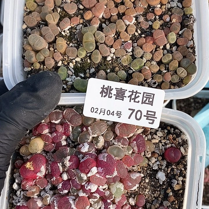 桃喜花园0204-70切糕2盒