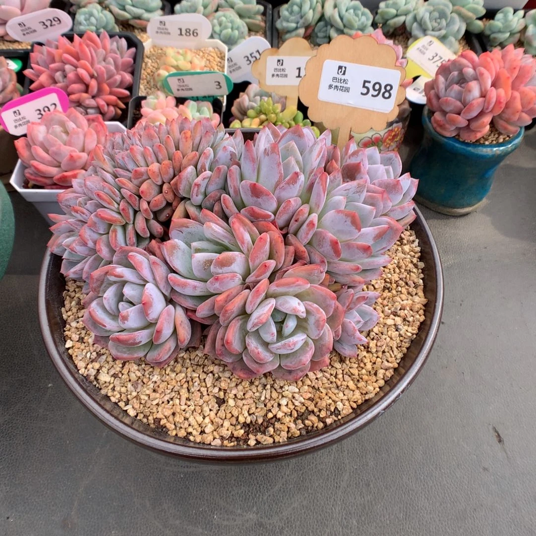 菜***卷598 十级补差橙梦露（100）