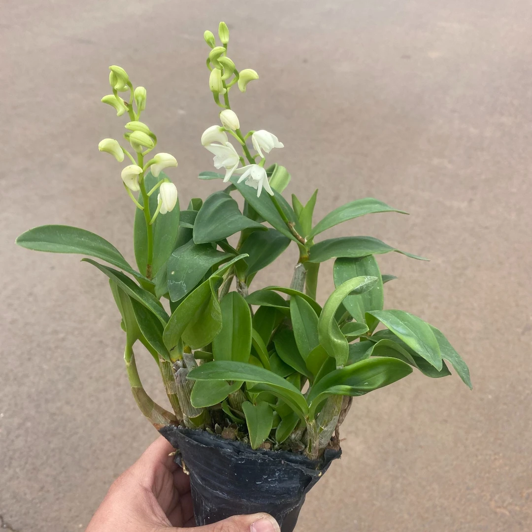 白花（2盆）澳洲香水石斛兰盆栽室内外好养石斛花多年生阳台石斛花