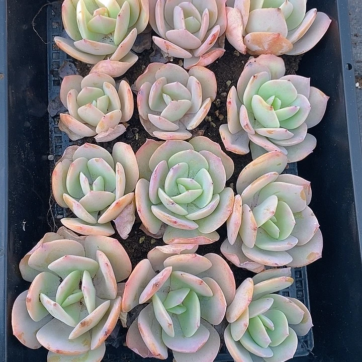 101 多肉盆栽花卉植物