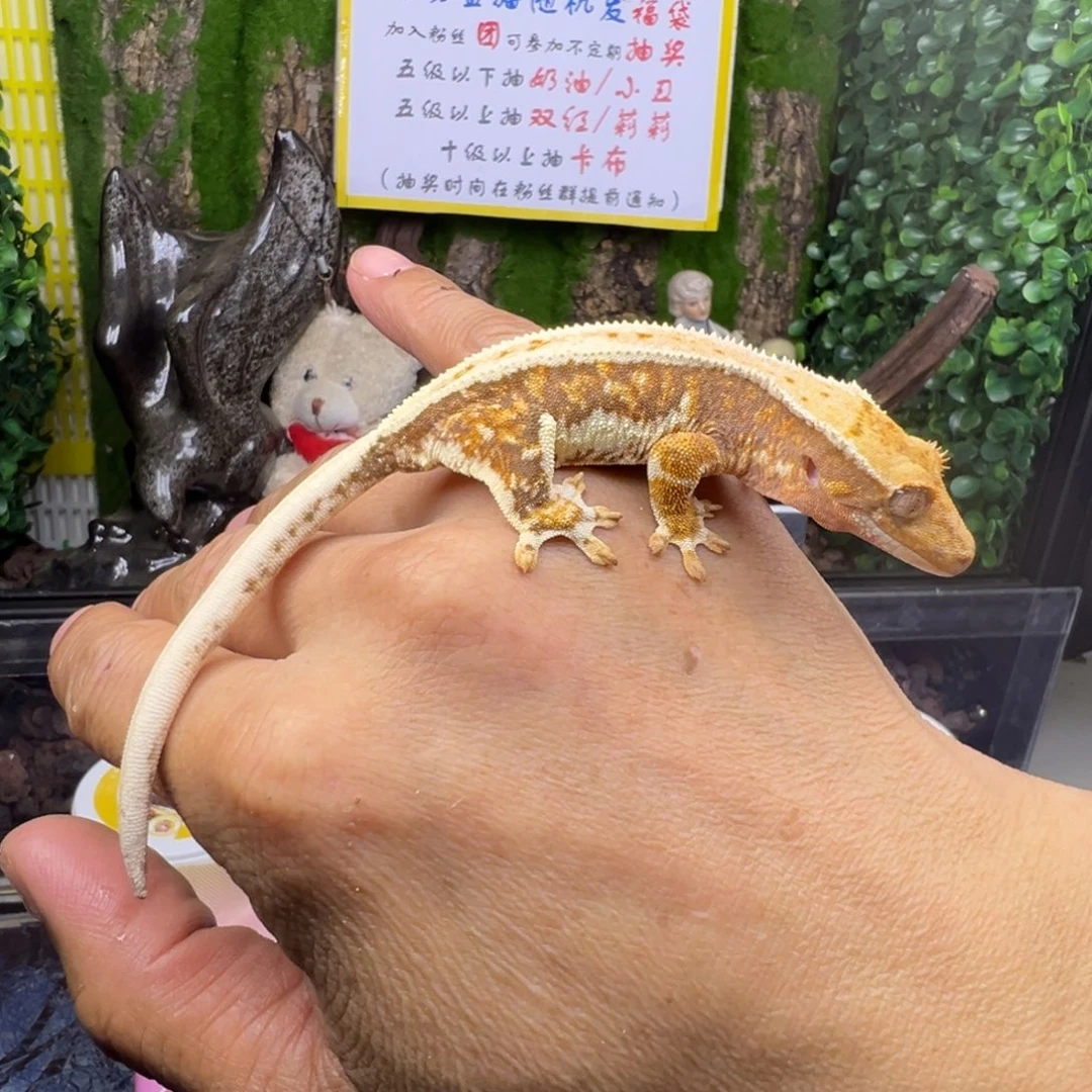 睫角守宫橙纹三色莉莉