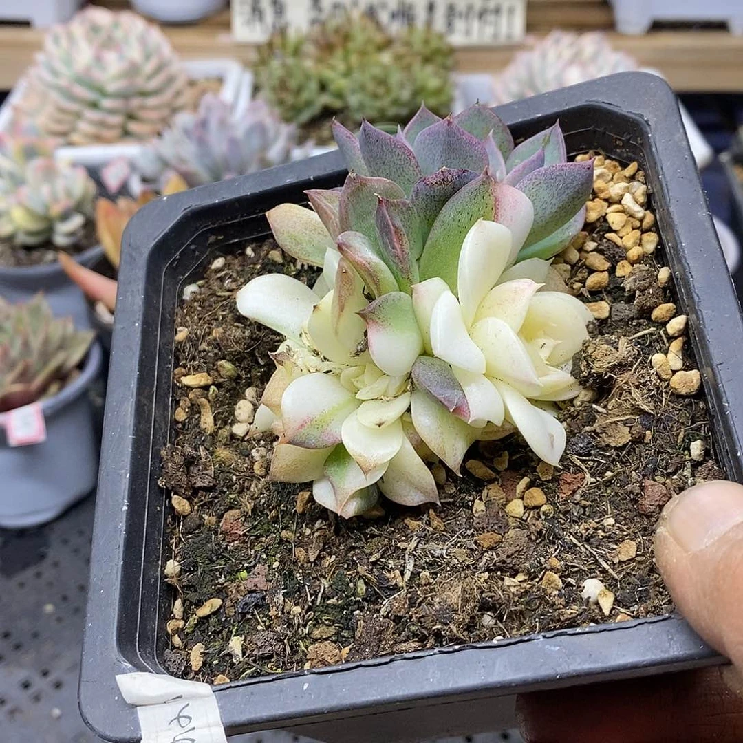 0487 紫晶城锦 需延时发货