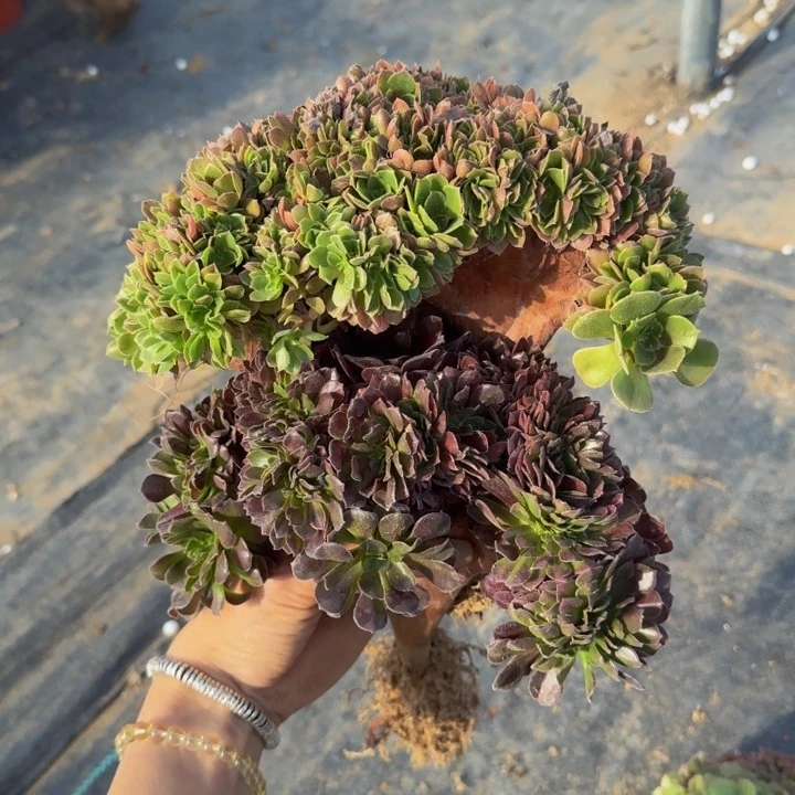 特特特特特特03特特特