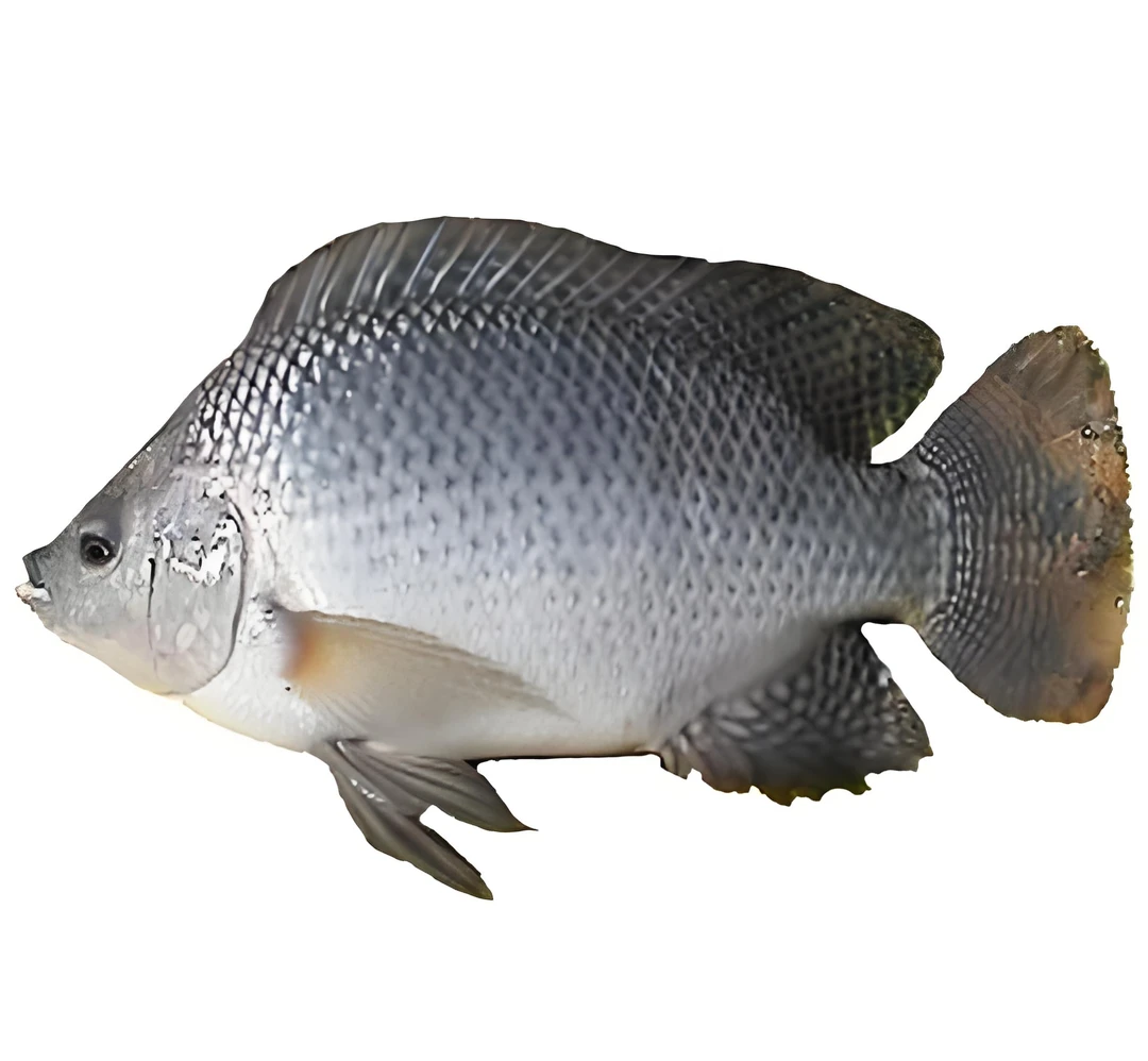 罗非鱼750g±50g/条