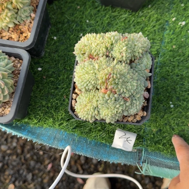 不知名缀多肉植物