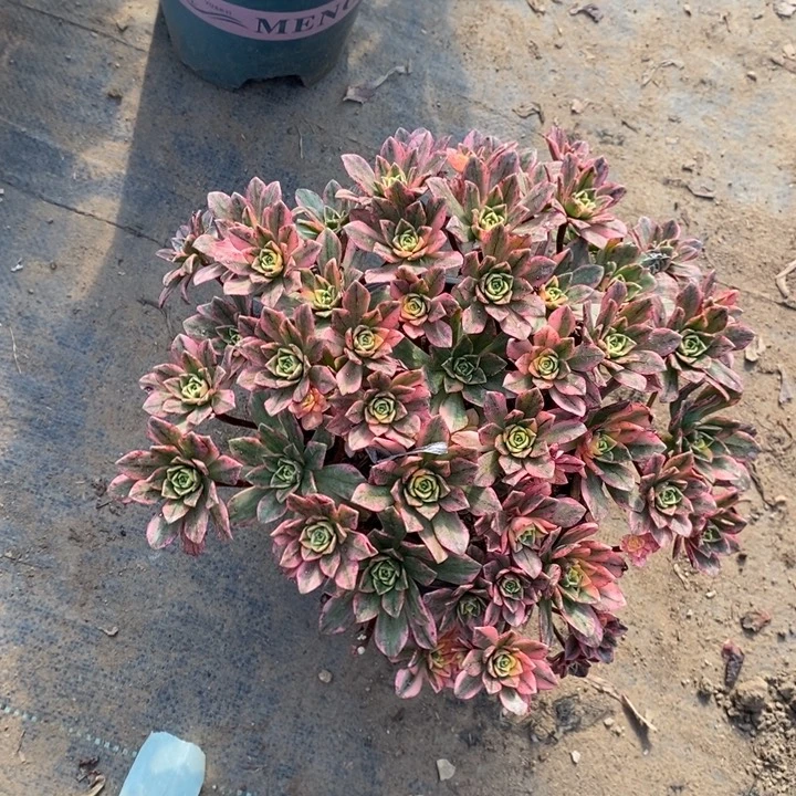 甜茶23多肉植物法师法师