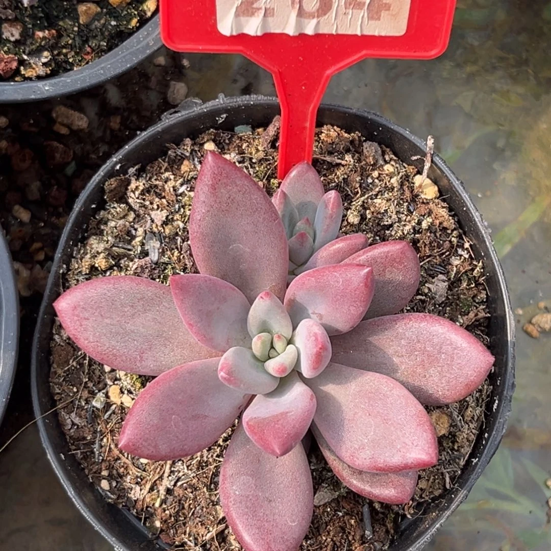 多肉植物赫菲虞284