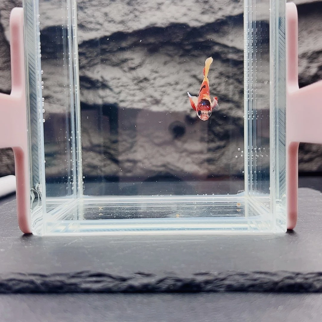 海水鱼宙斯斗鱼竞拍10-30