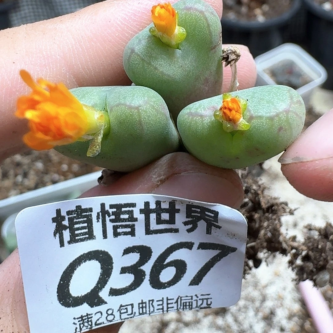 多肉植物的润泽ffb