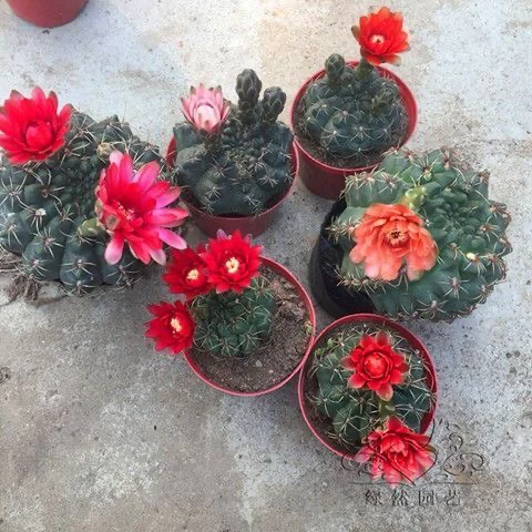 一物一拍仙人球盆栽植物开花多肉植物室内防辐射办公室