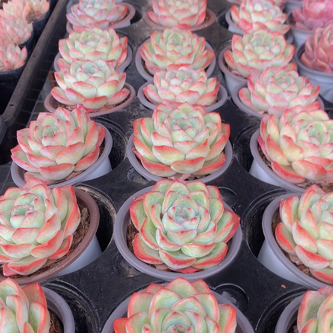 泡芙3456rtuiioo889