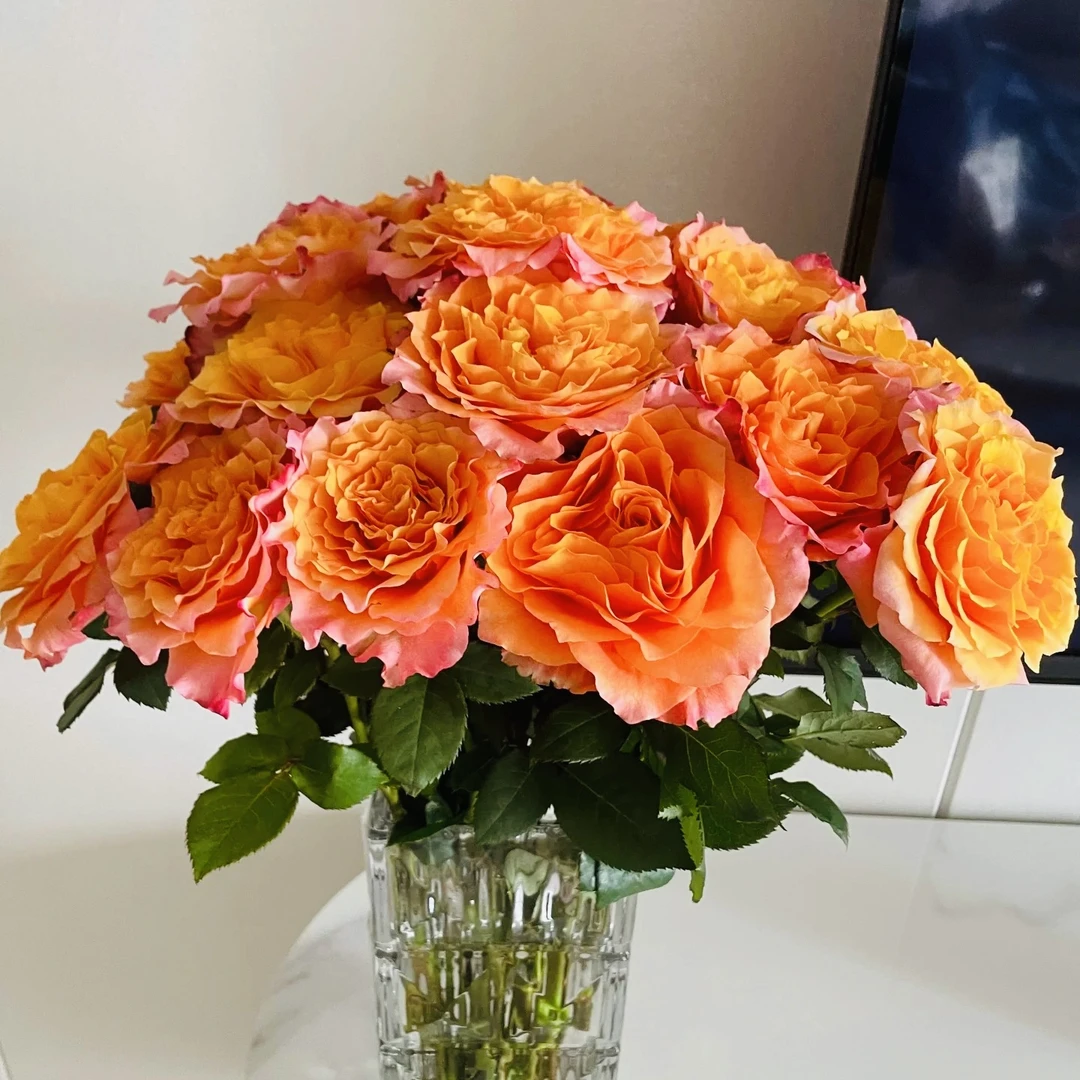 【大猩与花】火灵鸟10枝A级玫瑰鲜花70-75cm室内水培礼品花一单包邮