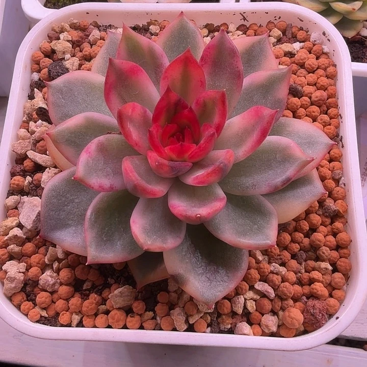 火焰玫瑰锦多肉单头