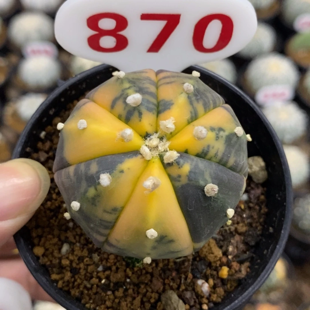 870七愣鸾凤兜锦福利