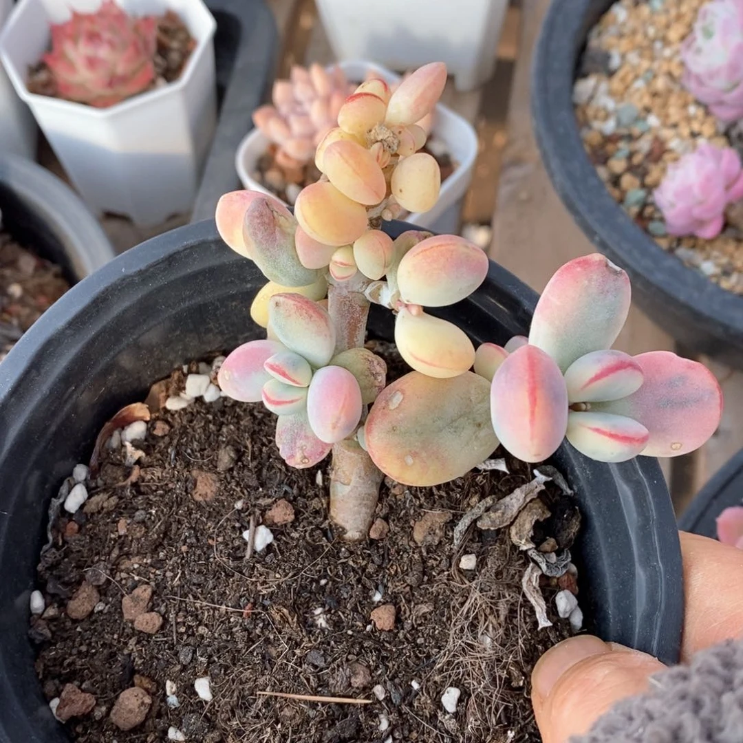 精品多肉一物一拍不包整51