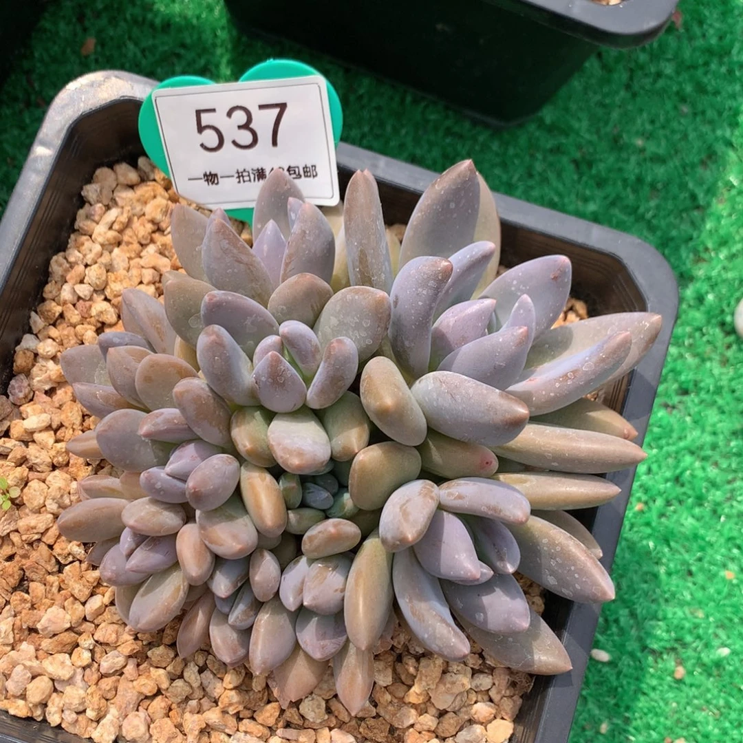 黑加仑无砍平头10头537