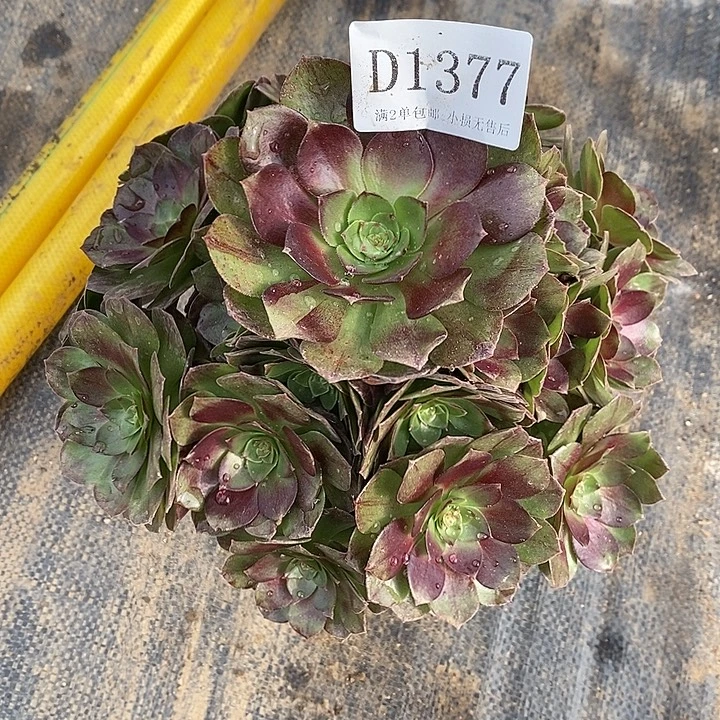 1377黑牡丹多肉法师锦