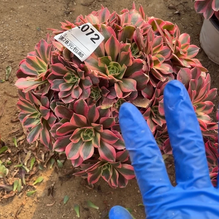 多肉粉女妖法师072