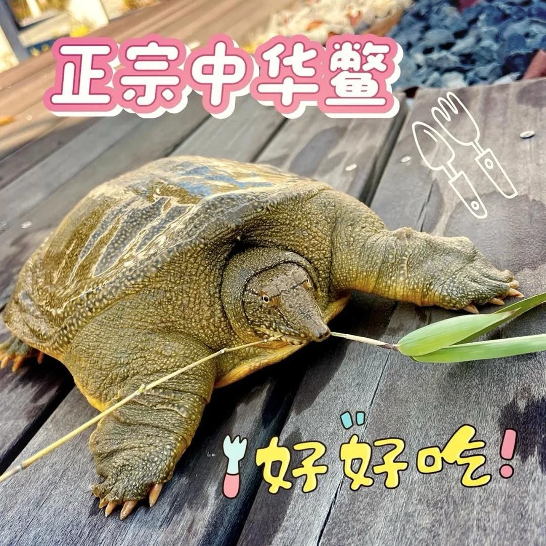 外塘鲜活甲鱼 2只装 到手3.5-4斤 老鳖团鱼水鱼京东顺丰包邮包活